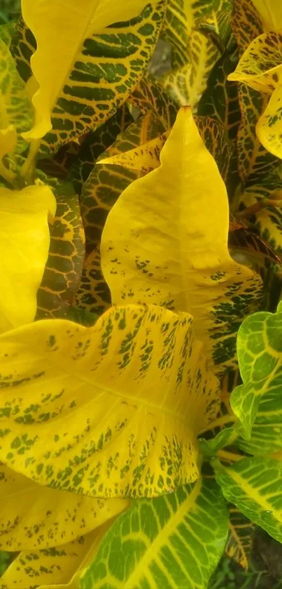 Vibrant yellow and green leaves with intricate patterns.