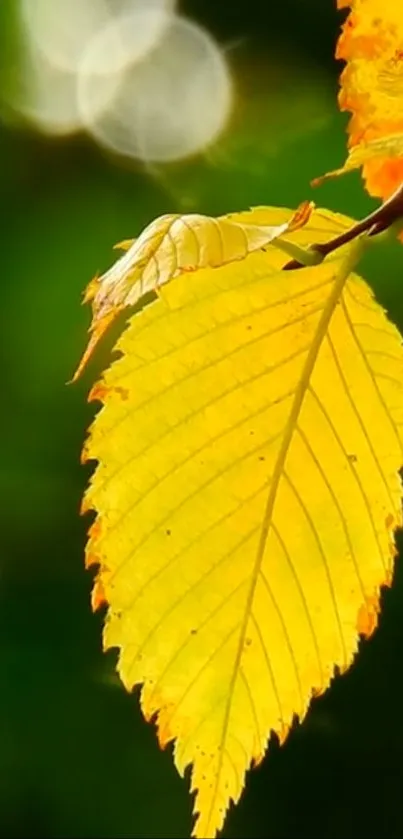 Close-up of a vibrant yellow leaf with blurred green background.