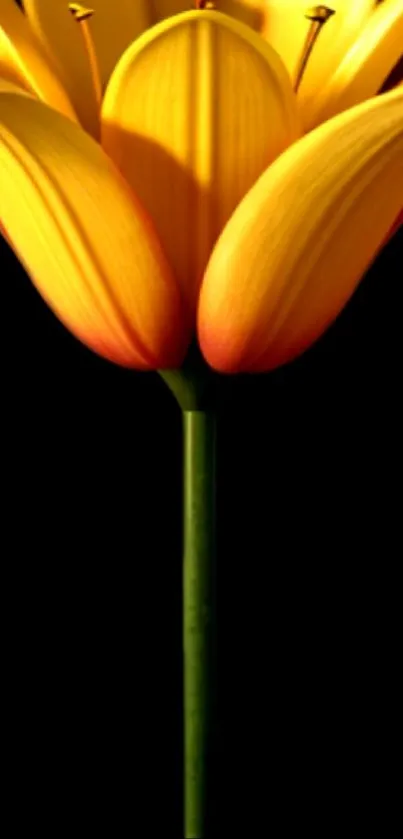 Vibrant yellow lily flower on a black background.