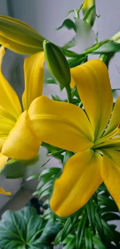 Vibrant yellow lily blossoms close-up.