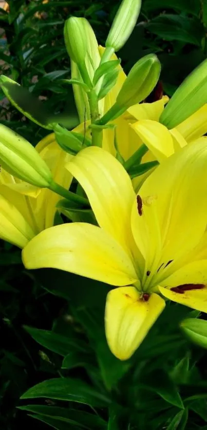 Beautiful yellow lilies with green leaves mobile wallpaper.