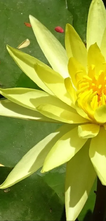 Yellow lotus flower with green leaves background.