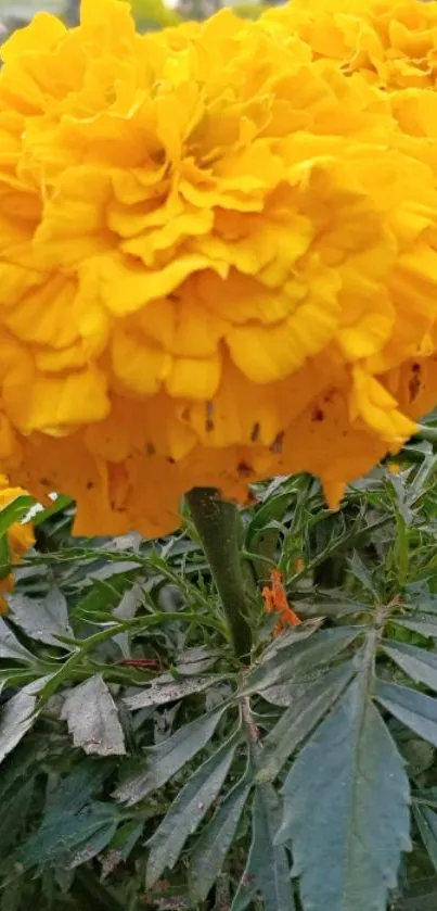 Close-up of a vibrant yellow marigold with green leaves.