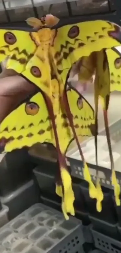 Hand holding a vibrant yellow moth with intricate patterns