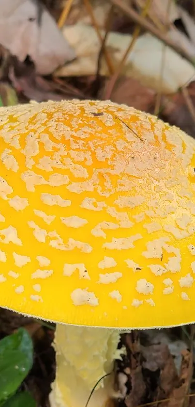 Close-up of a vibrant yellow mushroom with textured cap in a forest setting.