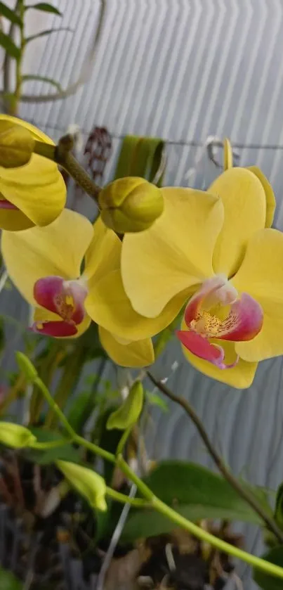 Vibrant yellow orchids with pink and green accents.