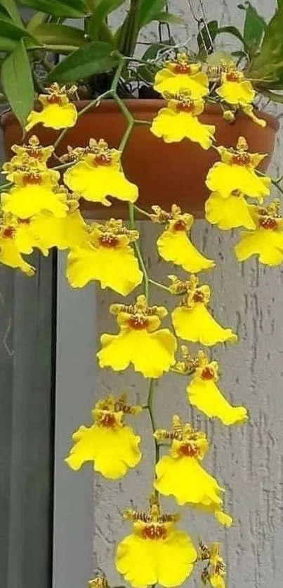 Yellow orchids hanging in a pot with a textured wall in the background.