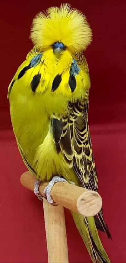 Vibrant yellow parrot with red background.