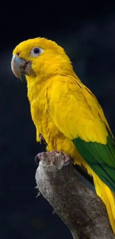 A vibrant yellow parrot perched on a branch against a dark background.