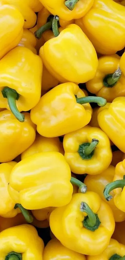 Bright mobile wallpaper of yellow bell peppers.