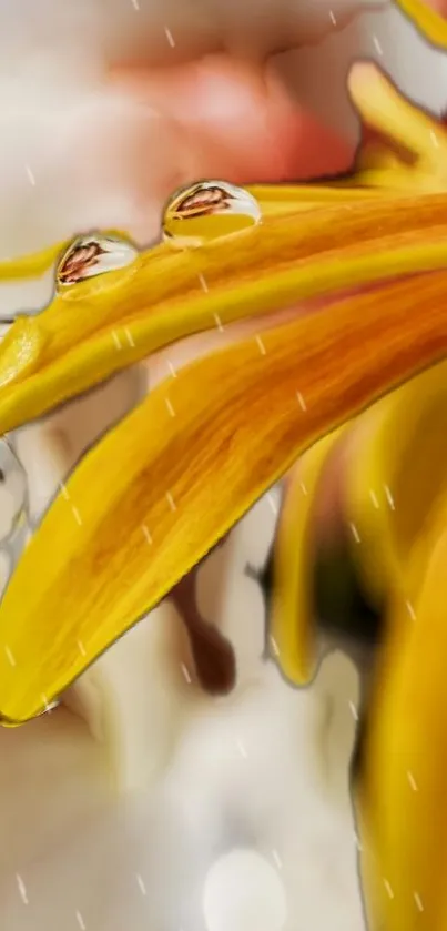 Close-up of vibrant yellow petals with water droplets.