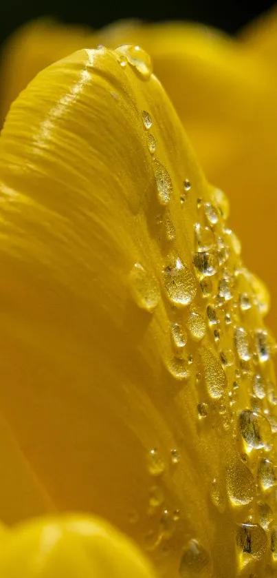 Close-up of vibrant yellow petals with dew droplets on a mobile wallpaper.