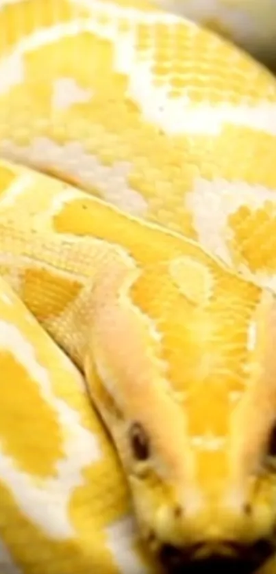 Close-up of a vibrant yellow python coiled up.