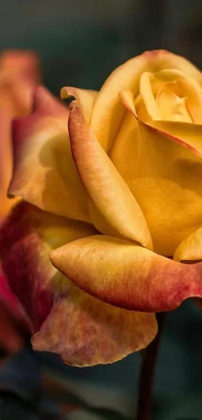 Mobile wallpaper of vibrant yellow-red roses in bloom.