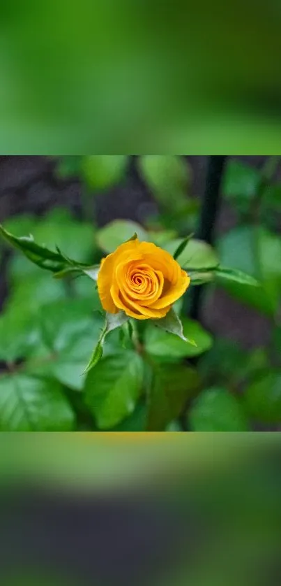 Vibrant yellow rose with lush green leaves.