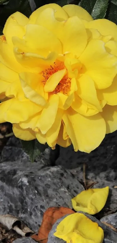 Yellow rose with detailed petals on rocks background.