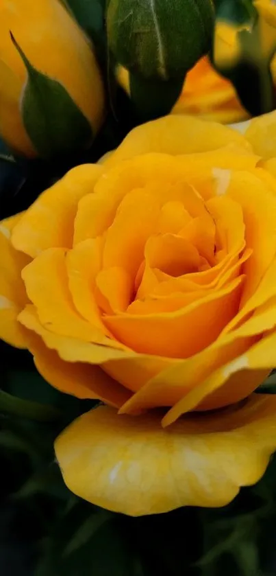 Vivid yellow rose blossoming with lush petals and greenery.