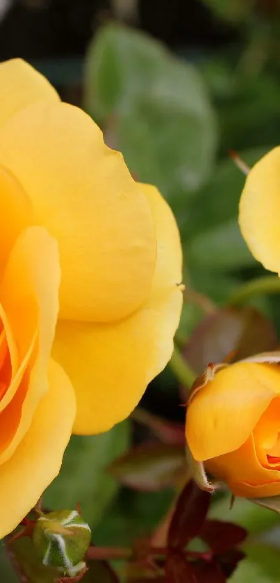 Vibrant yellow roses with lush green leaves.