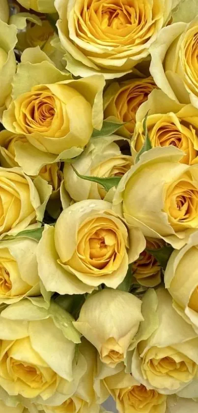 Yellow rose blooms creating a vibrant floral mobile wallpaper.