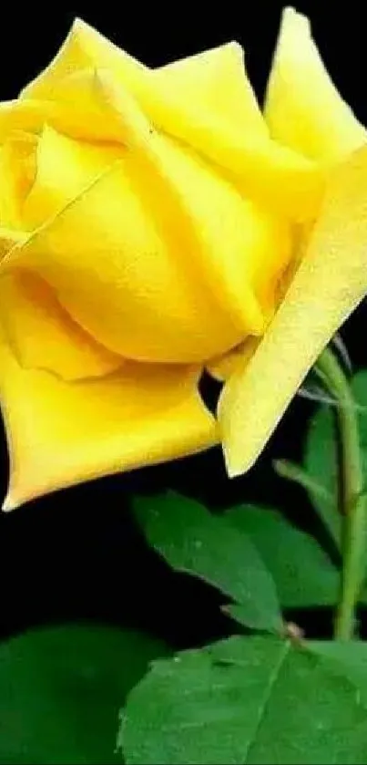 Vibrant yellow rose on dark background, perfect for mobile wallpaper.