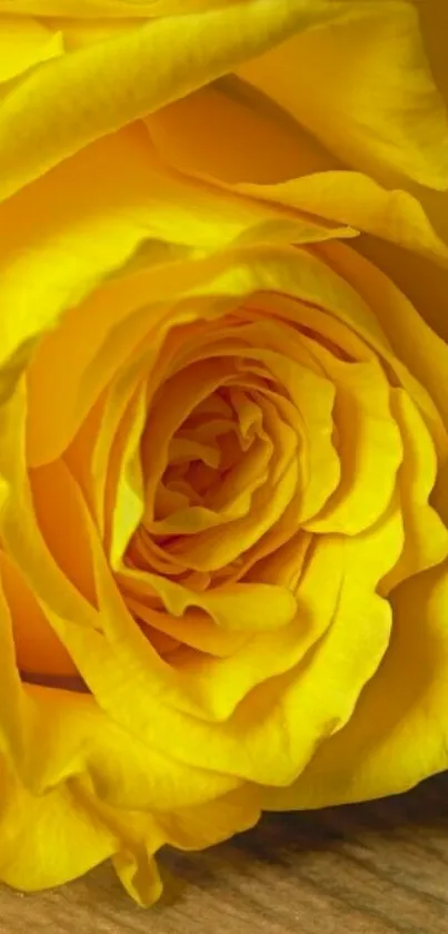 Close-up of vibrant yellow rose petals in natural setting.