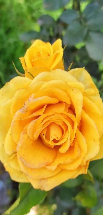 Vibrant yellow rose in a garden close-up.