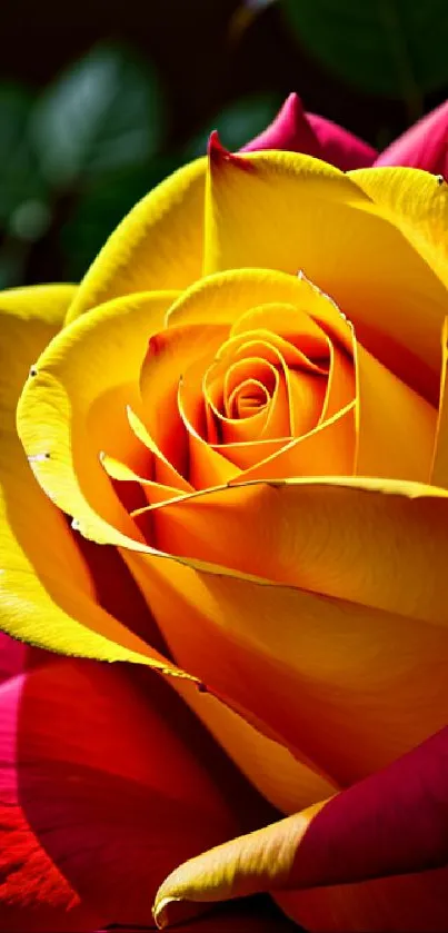 A vibrant yellow rose with red edges in elegant bloom.