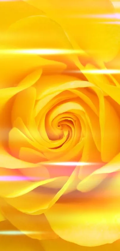 Close-up of a vibrant yellow rose in full bloom, perfect for floral wallpaper.