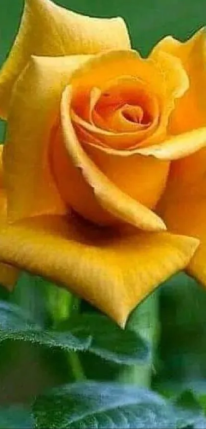 Yellow rose with vibrant petals set against lush green leaves.