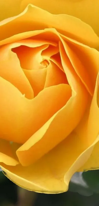 Yellow rose with green leaves mobile wallpaper