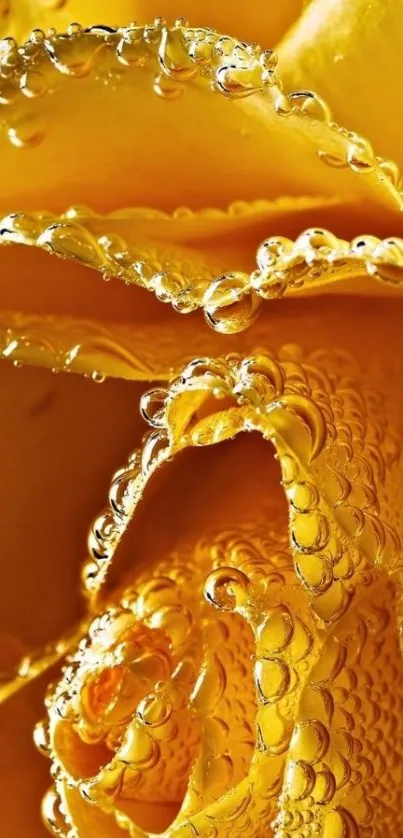 Close-up of a vibrant yellow rose with sparkling dew drops.