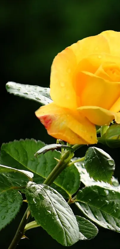 A close-up of a vibrant yellow rose with green leaves in the background.