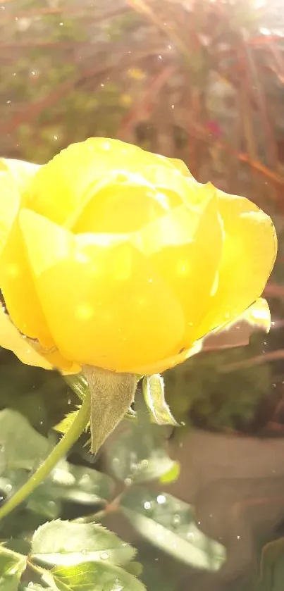 Bright yellow rose with green leaves in sunlight.