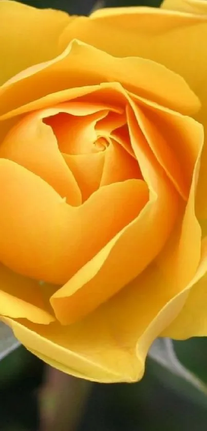 Elegant yellow rose on a leafy background.