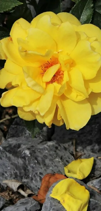 Yellow rose in full bloom with petals on grey stones.