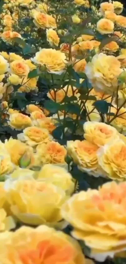 Vibrant yellow roses in a lush garden, creating a beautiful floral wallpaper.