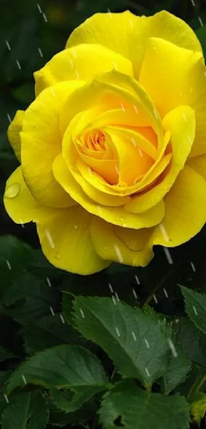 Mobile wallpaper featuring a vibrant yellow rose with green leaves.