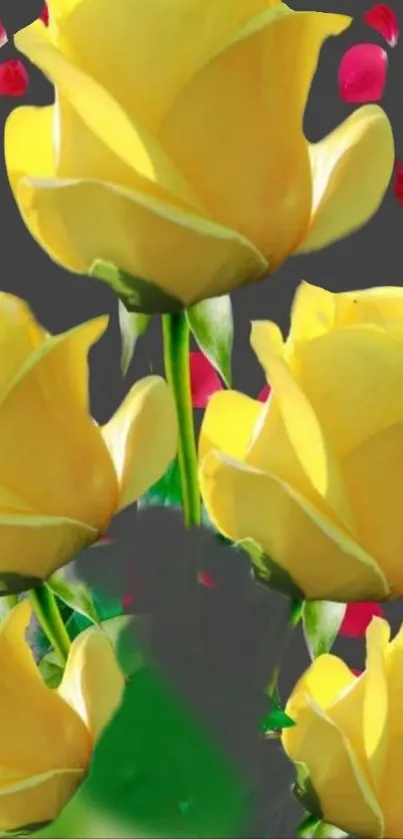 Yellow roses with red petals on a dark background.