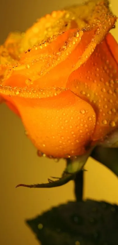 Yellow rose with dewdrops and green stem.