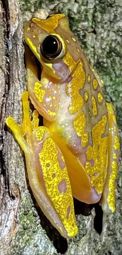 Vibrant yellow tree frog on textured bark, highlighting its colorful patterns.