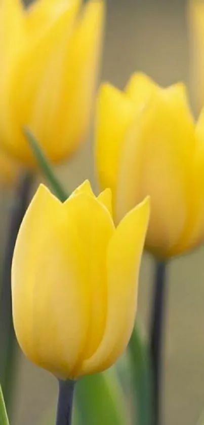 Close-up of vibrant yellow tulips, perfect phone wallpaper.