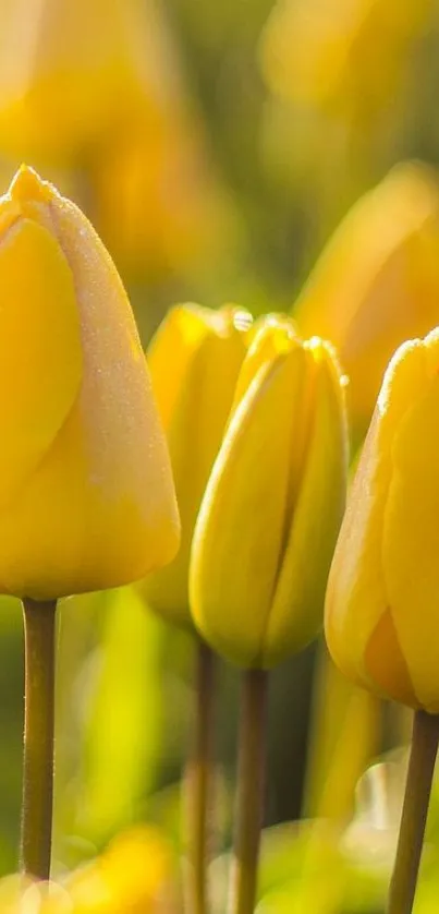 Close-up of vibrant yellow tulips in bloom outdoors.