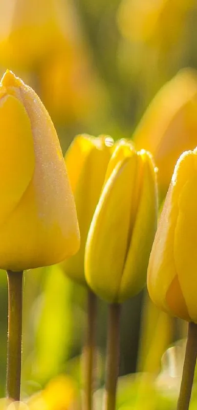 Close-up of vibrant yellow tulip blossoms in sunlight.