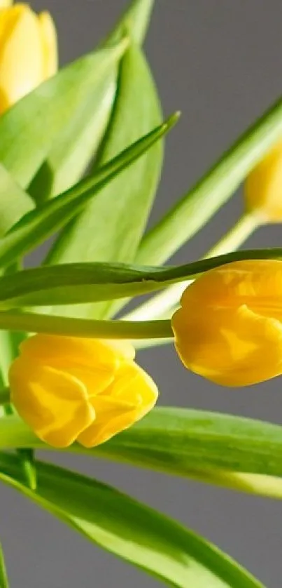 Lively yellow tulips with fresh green leaves, perfect for a vibrant phone wallpaper.