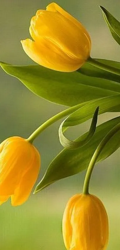 Vibrant yellow tulips with green leaves.