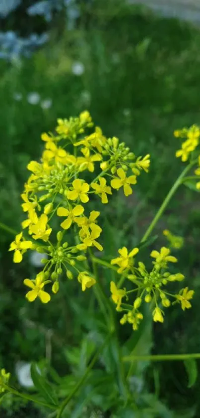 Yellow wildflowers with a green background create a vibrant, natural wallpaper.