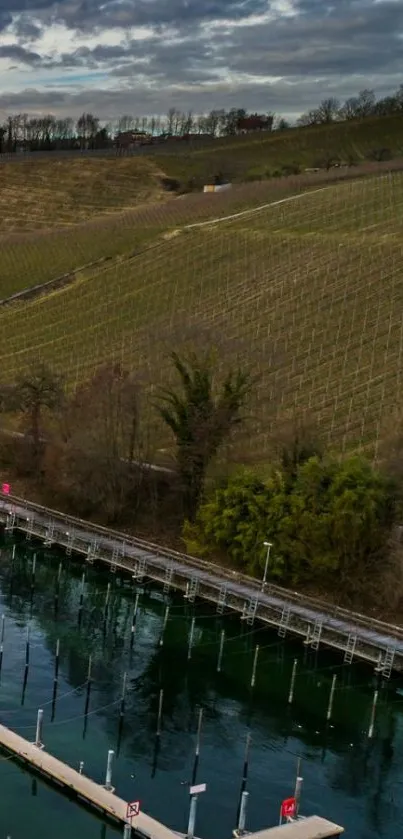 Serene vineyard and lakeside in moody weather.