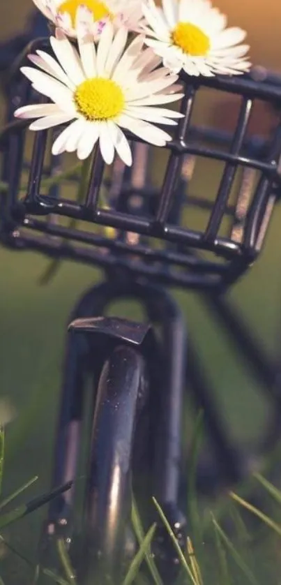 Vintage bicycle with daisies in basket, blurred background.