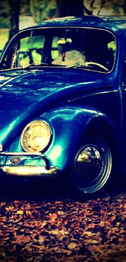 Vintage blue Volkswagen Beetle on forest floor with autumn leaves.