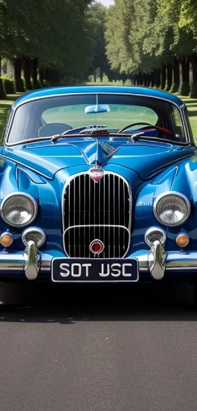 Vintage blue car parked on a tree-lined road.